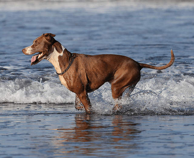 dog