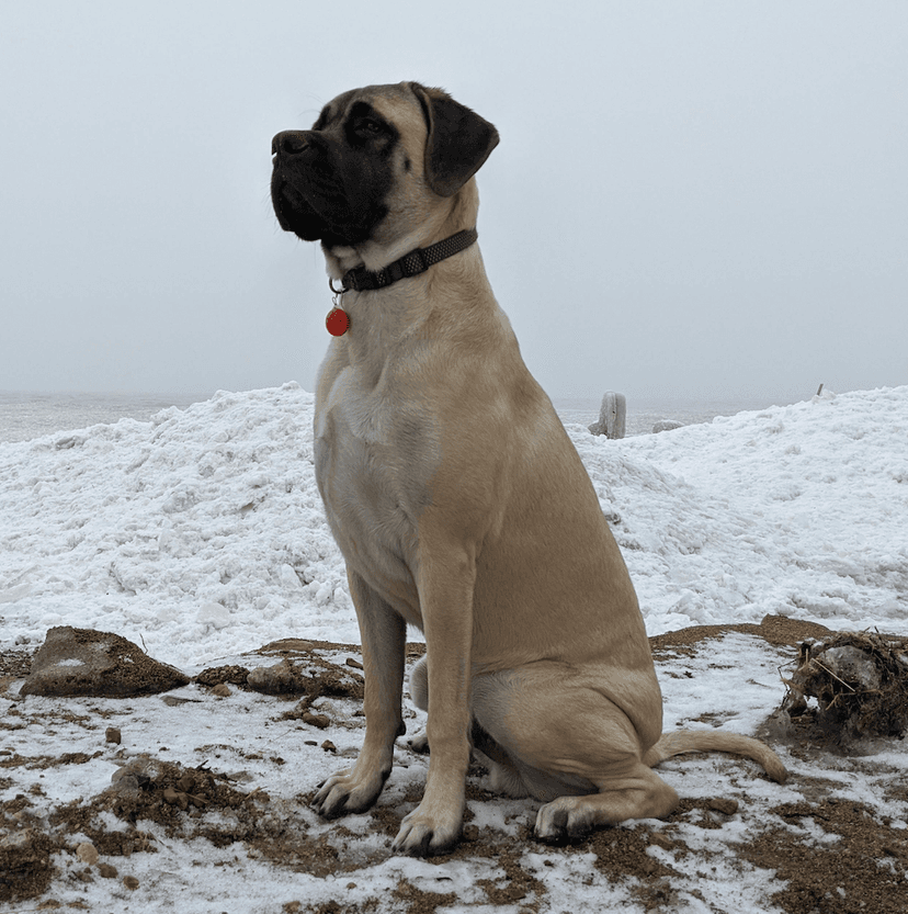 dog